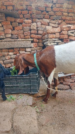 થંબનેલ 2