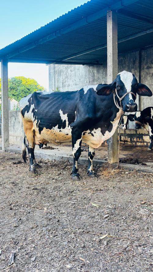 HF ગાય વેચવાની છે