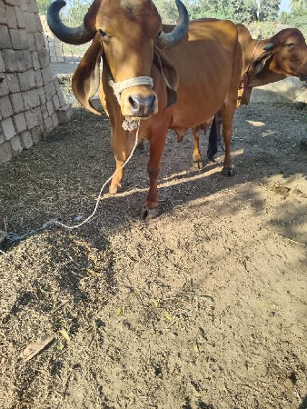 थंबनेल 2