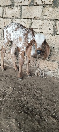 થંબનેલ 3