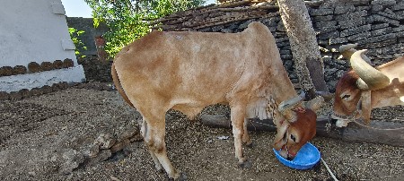 બળદ વેચવાનો છેં...