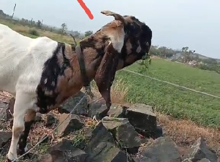 थंबनेल 2