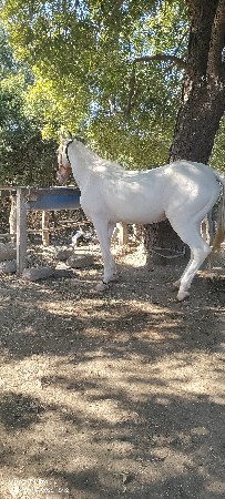 ઘોડી વરઘોડા માટે
વેચવાની નથી