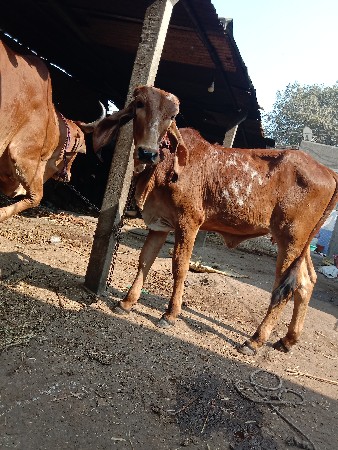 थंबनेल 3