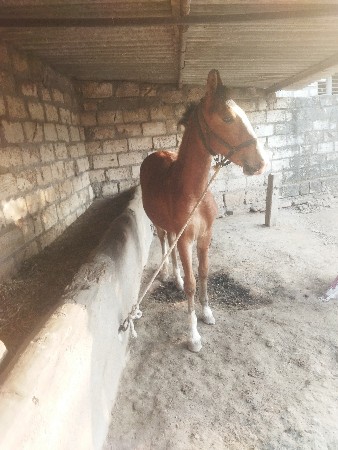 વછેરી વેચવાની છે