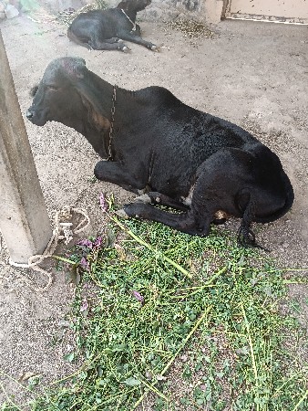 थंबनेल 3