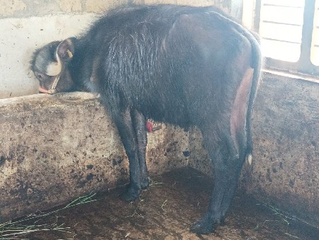 પાડી વેચવાની છે