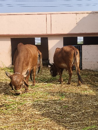 2 gayu aapi devani chhe