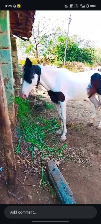 ધોડી વેચવા ની છે અથવા સાટા કરવાનાછે