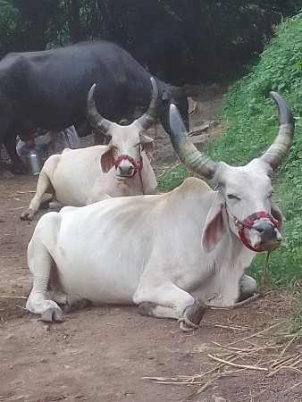 ગોંડલા વેસવાનાશે