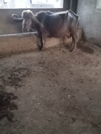 પાંચ મુ વેતર ભેંસ વેચવાની છે