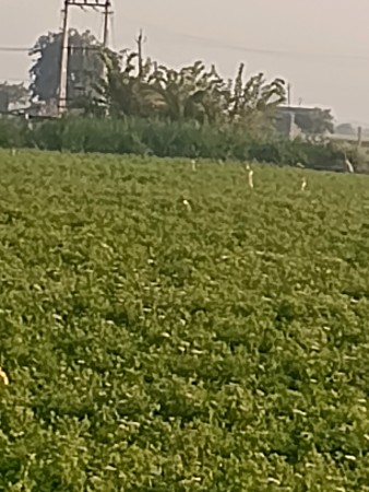 જમીન વેચવાની છે