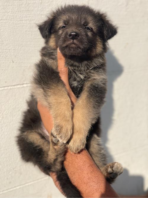 જર્મન સેફડ પપી