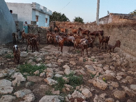 थंबनेल 3