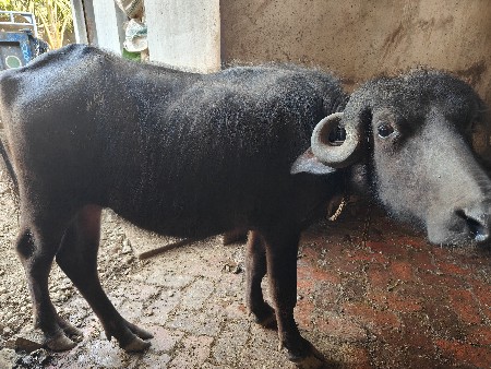 थंबनेल 3