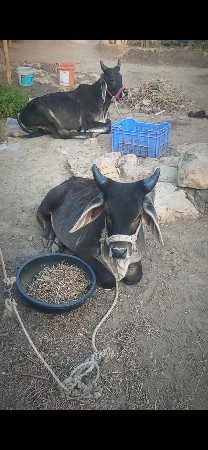 ઘોધલા વેચવાનાછે