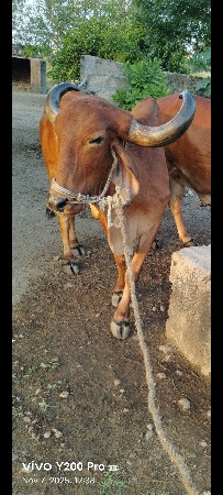 3 વાવણી વાવેલ ગોઢલો વેચવાનો છે