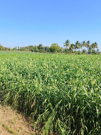 थंबनेल 3