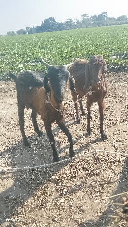 थंबनेल 3