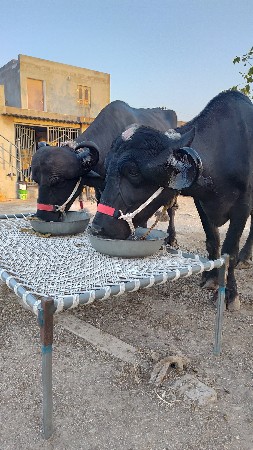 બે પેલુ વેતર ખડેલી.