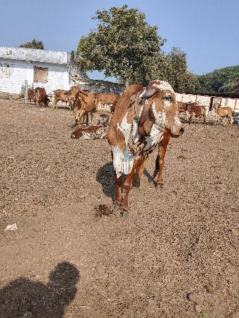 થંબનેલ 2