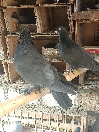 थंबनेल 3