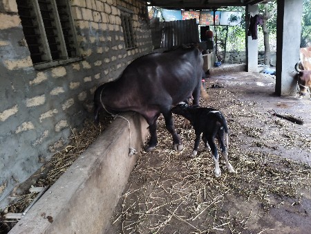 थंबनेल 3