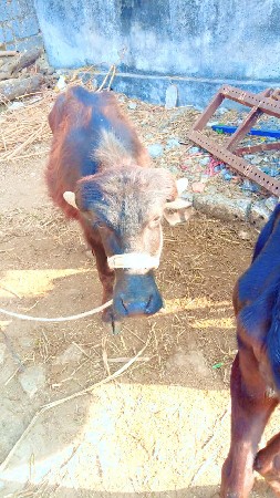 પાડો વેચવાનો છે