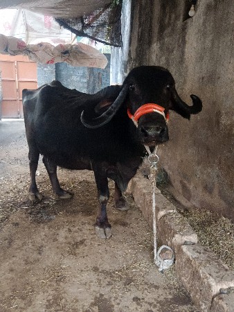 थंबनेल 3