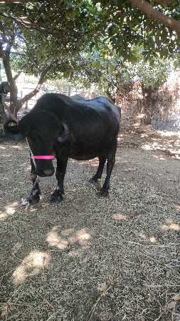 પેલુ વેતર ખડેલી વેસવાની છે,