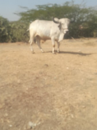 થંબનેલ 2