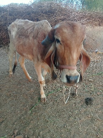 थंबनेल 3