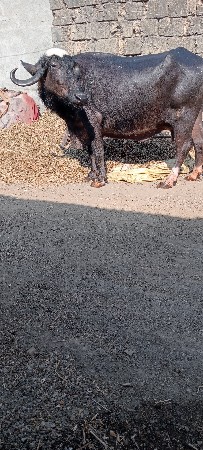 થંબનેલ 3