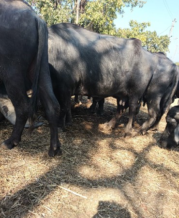 એક ત્રણ આ શ્રી છે