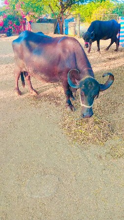 આ ભેસ વેચવાની છે 15 દિવસ ની કાચિ