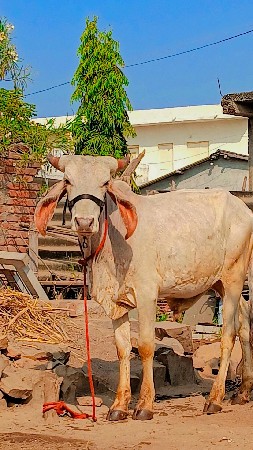 આખો વાયટ શ્વેત કપીલા વાસડો