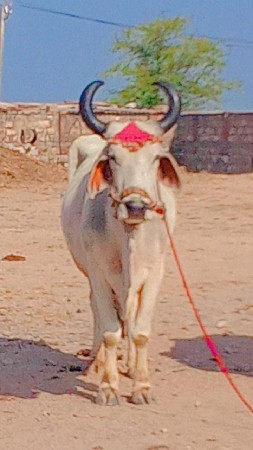 બીજી ત્રીજી ધર્મ ધોઈડા ભરત છે ફુલ