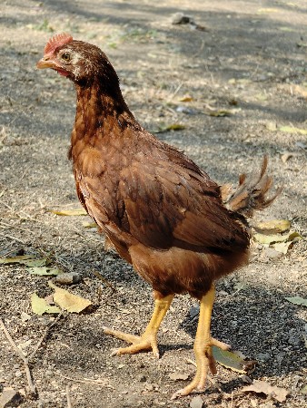 દેશી મરઘા