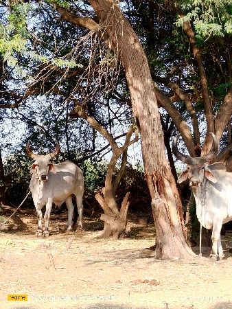 थंबनेल 2