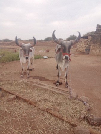 थंबनेल 3