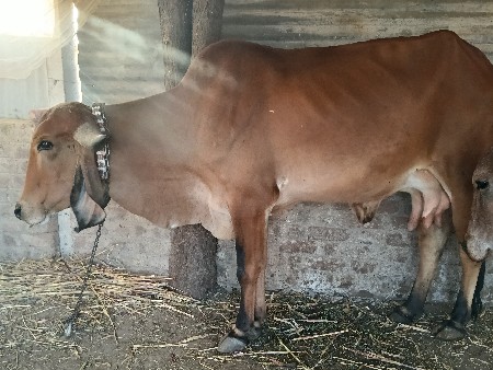 थंबनेल 3