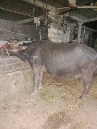 थंबनेल 2