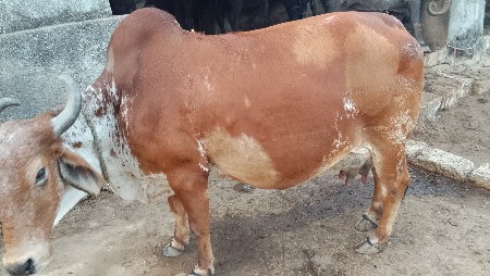 થંબનેલ 3