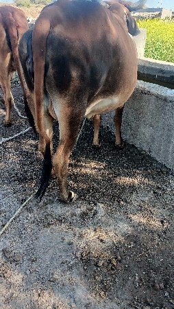 थंबनेल 4