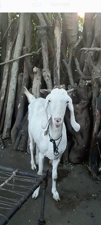 થંબનેલ 2