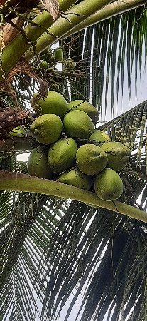 વિમલ બાપુ