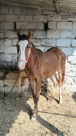 थंबनेल 2