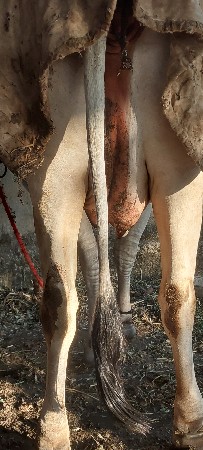 કાંકરેજ  હોડકી  ગાય વેચવાની છે