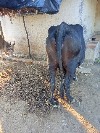 ગાય વેચવાની છે hf
