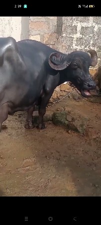 થંબનેલ 2